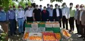 Amik Ovası'nda kayısı hasadı başladı