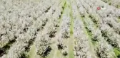 Baharın gelmesiyle çiçek açan binlerce meyve ağacı görsel şölen oluşturdu