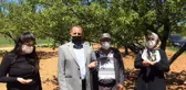 Darende'de çiftçilerin don mağduriyeti