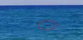 Manavgat sahilinde Akdeniz foku görüldü