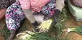 Tire'de taze soğan hasadı devam ediyor