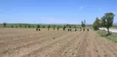 Vali Kocabıyık, tarlada çalışan mevsimlik işçileri ziyaret ederek 