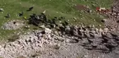 Konya'da oğlakların annelerine kavuşması renkli görüntüler oluşturdu
