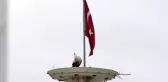 Leylek Oteli sakinleri kuluçka süresi için gün sayıyor