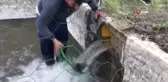 Öksüz kalan yavru tilkiler böyle kurtarıldı