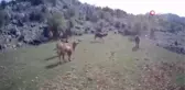 Sarıkeçili yörük ailenin yaylalara göç yolculuğu başladı