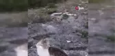 Tilki, kedilerin yemeğine ortak oldu