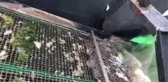 Gemlik Körfezi'nde plankton temizliği başladı