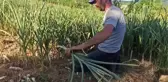 Kandıra Belediye Başkanı Adnan Turan, çiftçilerle pırasa hasadı yaptı