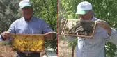 İşini 10 yıldır aşkla yapıyor! Kendisine göre eğittiği arılarını öpen arıcı, onları elleriyle seviyor