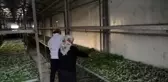 Devlet destek verdi, Batman'da ipek böcekçiliği yeniden hayat buldu