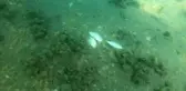 Deniz salyaları su altını böyle vurdu