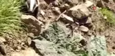 Uçkun toplamaya giden vatandaşlar porsuk görüntüledi
