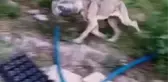 ARNAVUTKÖY'DE İKİ ARKADAŞIN İLGİNÇ KÖPEK KURTARMA OPERASYONU