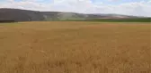 Çiftçiler kuraklık nedeniyle endişe yaşıyor