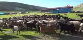 Yaylaya çıkan göçerler üretime başladı