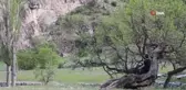 Yemyeşil doğada flüt resitali