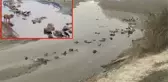Hindistan'da ürküten görüntüler! Köpekler, koronalı cesetleri yemeye başladı