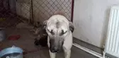 SOKAK KÖPEKLERİ OTOMOBİLİN TAMPONUNU PARÇALAYIP, ÇAMURLUĞUNA ZARAR VERDİ