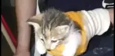 Su borusuna sıkışan yavru kedi kurtarıldı