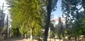 Yuvasından düşen yavru baykuşu esnaf misafir ediyor