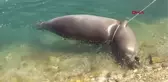 Antalya'da ölü Akdeniz foku kıyıya vurdu