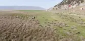Göçmen kuşların uğrak yeri Beylerli Gölü kuraklığa yenildi