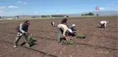 Muş'ta karpuz fideleri toprakla buluşturuluyor
