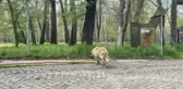 Salgın sürecinde sokağa terk edilen hayvan sayısı artıyor
