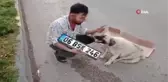 Hamile köpeğe çarpıp kaçtı