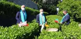 Rize'de protokol bahçeye girdi, çay topladı