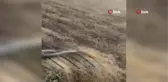 Toz fırtınası mercimek tarlasını vurdu... Hasadı yapılan ürünü fırtına uçurdu