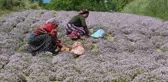 DENEMELER SONUÇ VERDİ, ANTİMİKROBİYAL İÇEREN 'YAYLA KEKİĞİ' ÜRETİMİ ARTIRILIYOR
