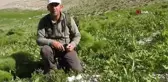 Yağmurların ardından vatandaşlar mantar topluyor