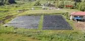 ZONGULDAK TARLADAYKEN ALICI BULAN OSMANLI ÇİLEĞİNDE HASAT BAŞLADI
