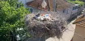Ayaklarına çuval ipi dolanan leylek 