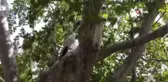 Bin yıllık çınar, 22 metre gövdeye sahip