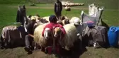 Göçerlerin yaylalardaki mesaisi başladı