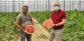 Karpuz ve muz aynı serada