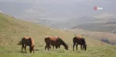 Yılkı atlarına hırsızlar dadandı