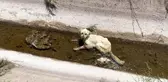 Kanala düşen yaralı köpek itfaiye ekiplerince kurtarıldı