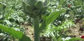 Meşhur Hasanağa enginarında hasat başladı
