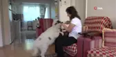 Annesinin reddettiği kuzuyu evinde bebek gibi besliyor