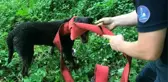 Kuyuya düşen sokak köpeği için seferber oldular