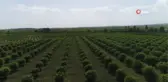 Portakal ağaçlarının kömür yolculuğu başladı