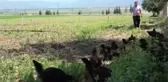 Eğitime destek için getirilen tavukların bakımlarını öğretmenler yapıyor