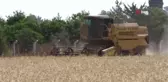 KKTC'de tescillenen ilk arpanın hasadı yapıldı