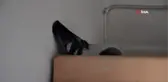 Yuvasını en güvenli yere yaptı