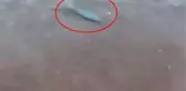 Adrasan Sahili'nde balon balığı görüntülendi