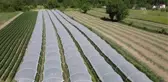 Bartınlı manav ıspanağa alternatif ektiği çilekten yıllık 50 ton ürün alıyor